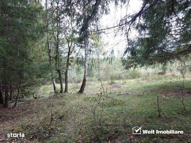 1.6 ha de padure cu poienita, parau la limita curtii, cabana pentru tr