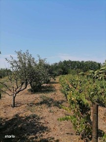 Teren si casa de vanzare