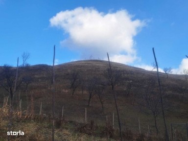 Paulesti, Vrancea