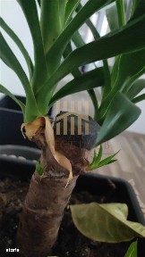 Upetrom - 1 Mai, Ploiesti, Prahova