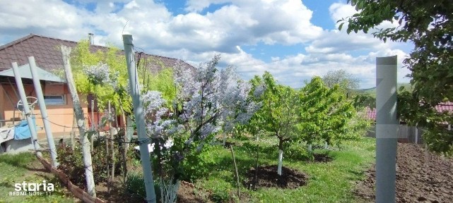 Casa+ casa vacanta, 2200 mp livada, Schitu-Duca