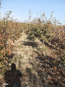 Casa Bradesti, teren 1239 mp - 29 995 Euro