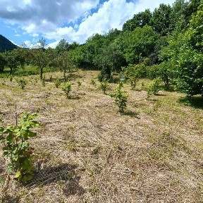 Vind casa si gradina