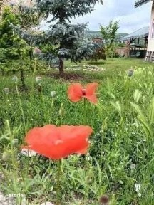 Urgent.Proprietar, parter la casa cu etaj, Mogosesti - Iasi, 10 km