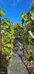 Mehala, Timisoara, Timis