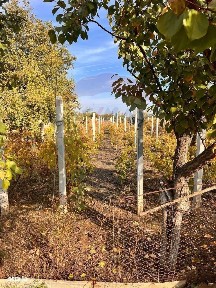 Strada Poporului, Giurgita, Dolj