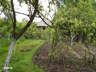 Rachitele De Jos, Cocu, Arges