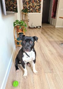 De Vanzare Apartament 3 Camere Dobroesti | Parcare | Balcon