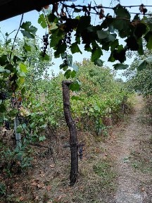 Casa+teren de vanzare