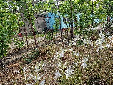 Vand teren 1600mp cu 2 case pe el in Corbu cu izvor in spatele curtii