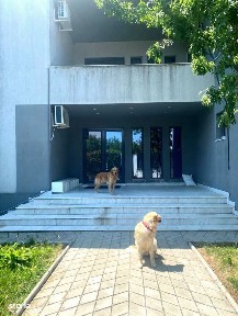 Vilă 4 camere de închiriat • Otopeni • Teren 1000 mp