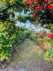 Casa spatioasa 5 camere + teren mare (43 ari) in Halmeu -125.000€