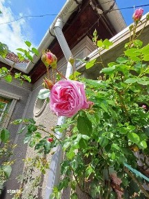 Casa in Sacele-Cernatu cu teren de 814 mp, pret negociabil