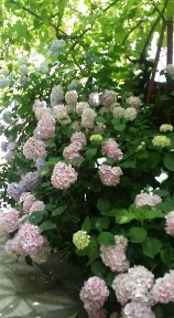 Casă pt locuit sau sediu firma,desfășurare activități