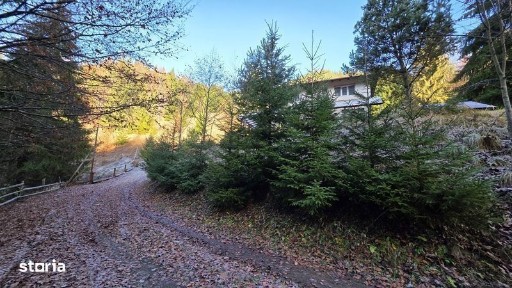 Dambovicioara, Arges