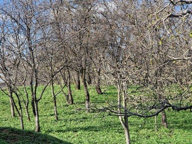Vand casa cu sura, curte mare si gradina in Bosanci, Suceava