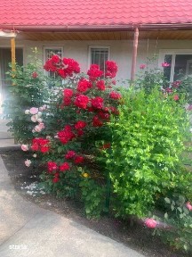 Casa cu gradina de vanzare