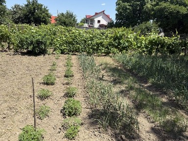 Vand casa in gheorghe doja, racaciuni