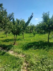 Vând casa ( Dealul Viei ) la 14 km de BUZAU