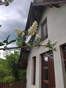 Teren 2600 mp Valea Brazilor-Curtea de Argeș, cu cabana, investitie