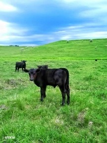 Vand casa batranesca Sopotul Nou si 24ha pasune total 125000euro