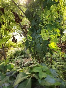 Tulcea, Chilia Veche