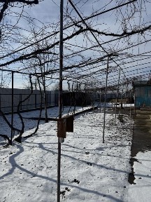 Bacau, Onesti