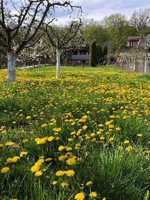 Mures, Corunca