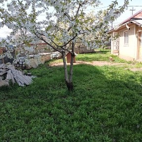 Teren de vanzare Dumbrava Rosie excelent pentru investiți