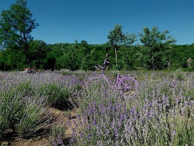 Vanzare casa de vacanta cu iesire la rau zona superba Iedera de sus DB