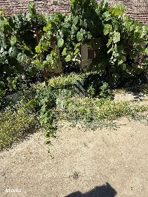 Casă veche în Bazos cu teren 1439 mp