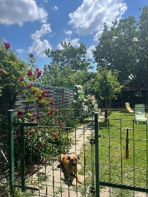 Timis, Timisoara