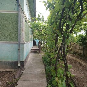 Casă de vânzare curte cu vie.