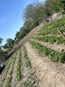 Casă de vânzare Com. Comana Giurgiu