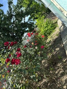 Braila, Surdila-Greci
