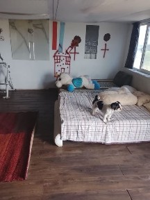 Închiriez casa la Movileni