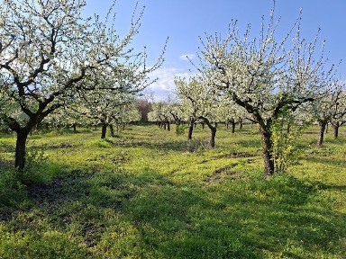 CASA, Livada Samburesti, langa Dragasani, apoape de Pitesti