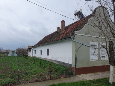 Timis, Pustinis