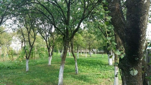 Casa si gradină de vânzare