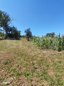 Casa 4 camere, 240 mp, teren 4000 mp, zona Pinticu