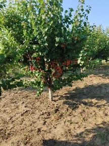 Calarasi, Floroaica