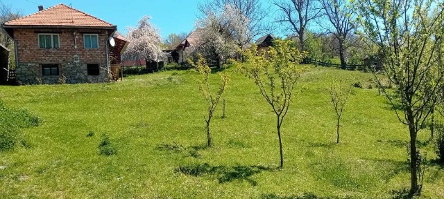 Alba, Zlatna