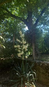 Vând casă săsească cu gradină