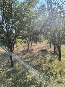 Casa si teren de vanzare 1550 mp