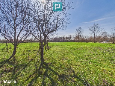 Casă cu teren de 6000 mp în Duboz, Timiș