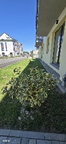 Apartament 2 cam. cu gradina de 100 mp, zona Coresi, Brasov