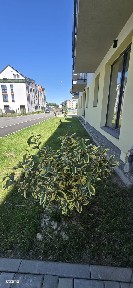 Apartament 2 cam. cu gradina de 100 mp, zona Coresi, Brasov