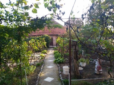 Timis, Berecuta