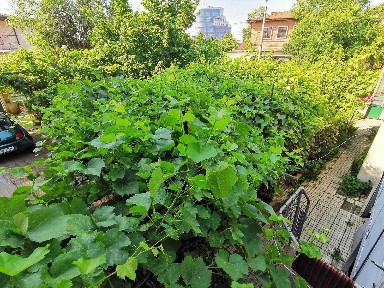 Casa cu gradina si beci, ultracentral, Str Democratiei, langa Muzeul Ceasului