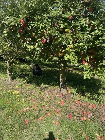DE VÂNZARE - Casă cu teren și livadă în Săliște, comuna Băsești